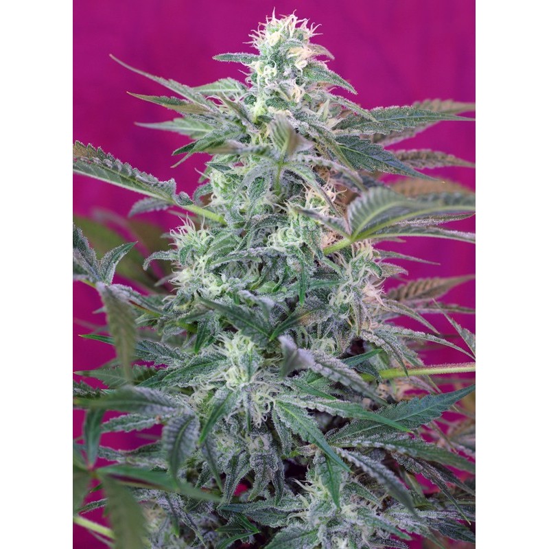 BIG FOOT · Sweet Seeds · cannabis samen · Fem
