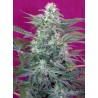 BIG FOOT · Sweet Seeds · cannabis samen · Fem