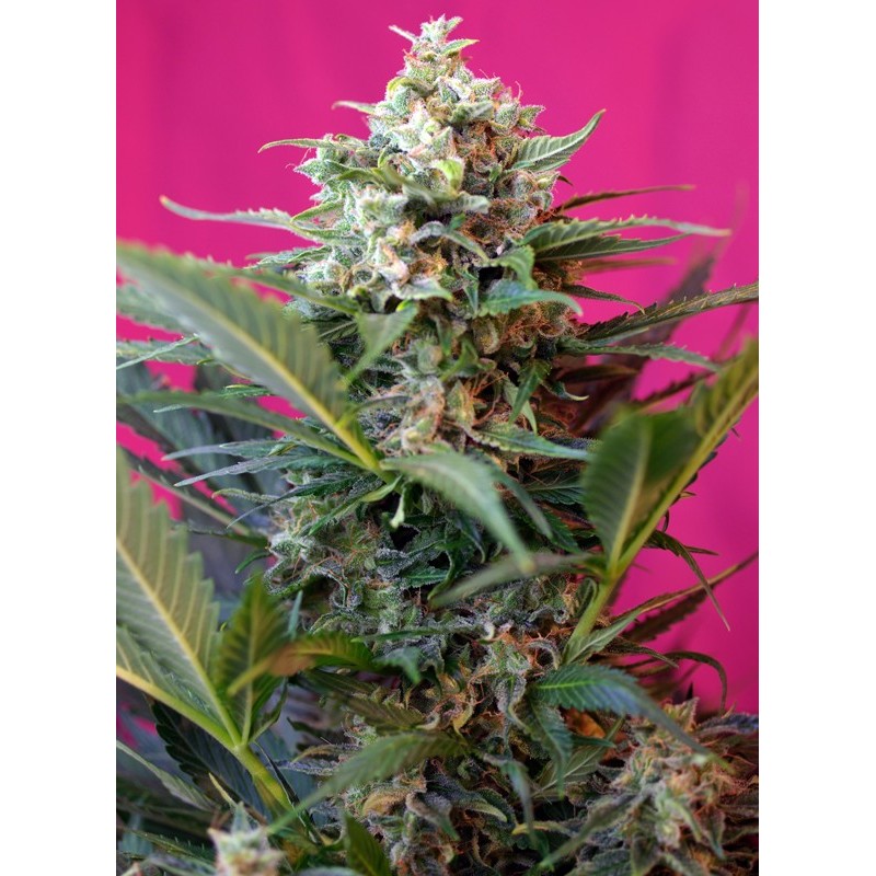 BIG DEVIL XL AUTO · Sweet Seeds · kenevir tohum · AutoFem