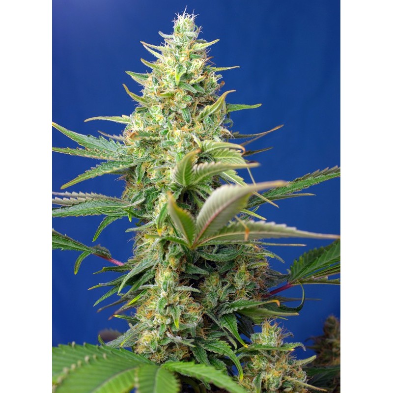 SWEET PURE AUTO CBD · Sweet Seeds · graines de cannabis · AutoFem