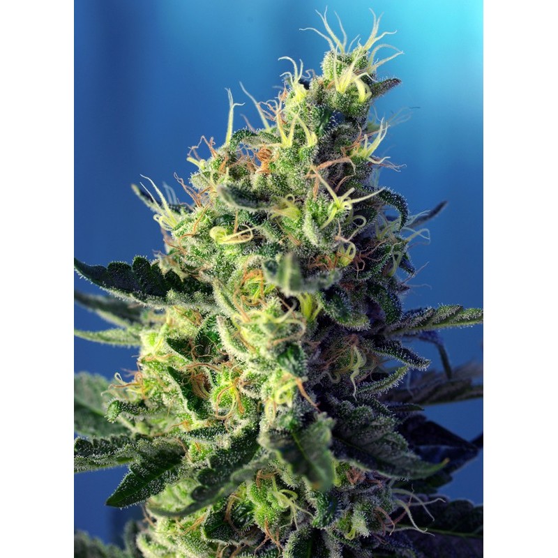 SWEET PURE CBD · Sweet Seeds · graines de cannabis · Fem