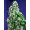 BIG DEVIL F1 FAST VERSION · Sweet Seeds · graines de cannabis · Fem