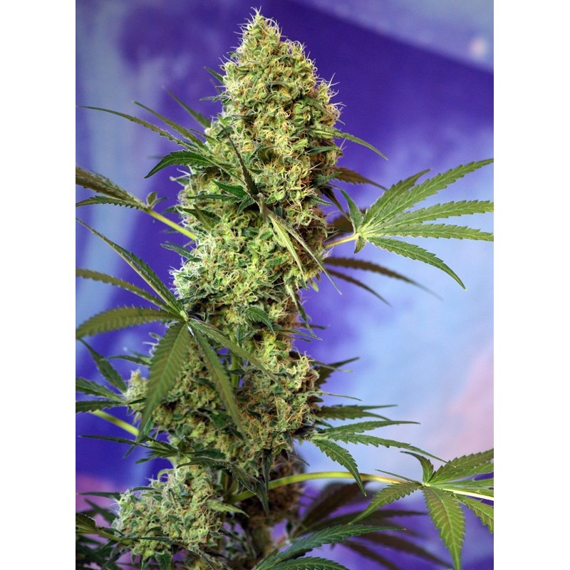BIG DEVIL AUTO · Sweet Seeds · graines de cannabis · AutoFem
