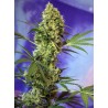 BIG DEVIL AUTO · Sweet Seeds · graines de cannabis · AutoFem