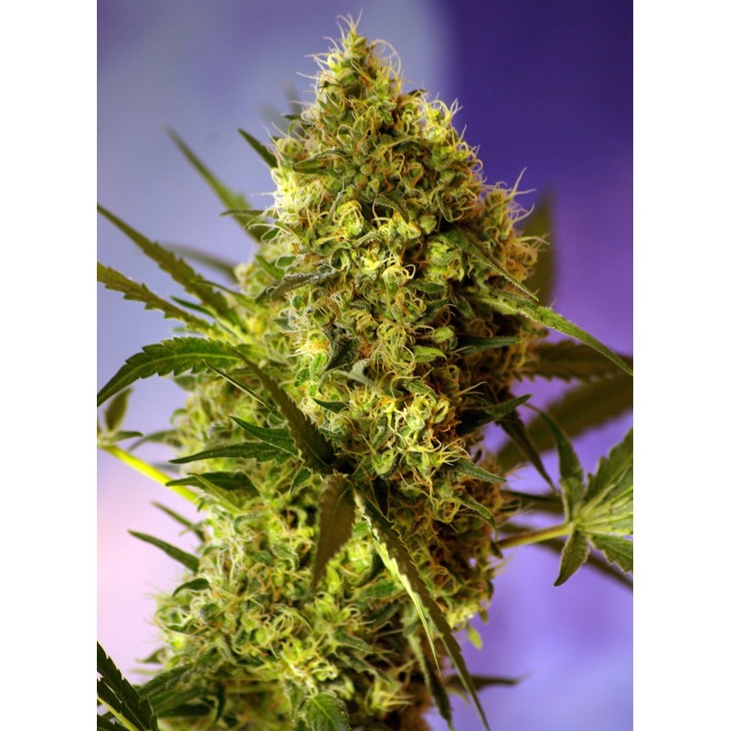 BIG DEVIL 2 AUTO · Sweet Seeds · sementes de maconha · AutoFem