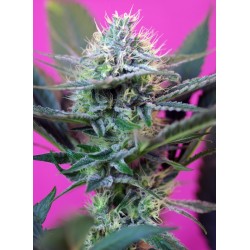 + SPEED · Sweet Seeds · graines de cannabis · AutoFem