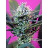 + SPEED · Sweet Seeds · graines de cannabis · AutoFem