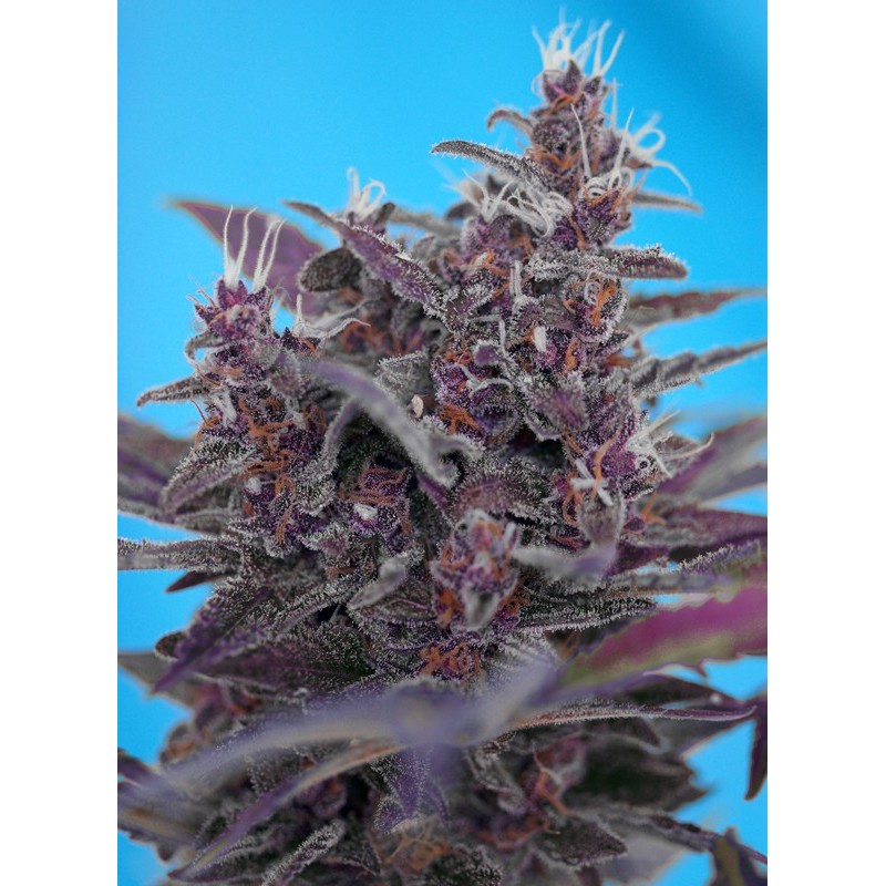 BLACK CREAM AUTO · Sweet Seeds · kenevir tohum · AutoFem