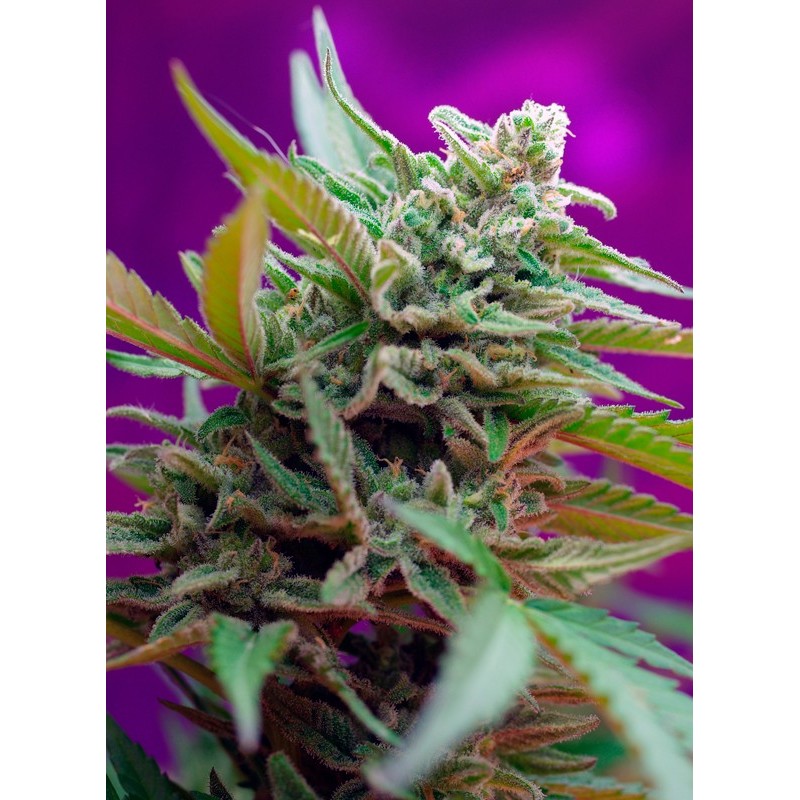 BLACK JACK AUTO · Sweet Seeds · kenevir tohum · AutoFem