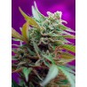 BLACK JACK AUTO · Sweet Seeds · graines de cannabis · AutoFem
