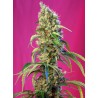 BLACK JACK CBD · Sweet Seeds · graines de cannabis · Fem