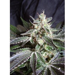 BLACK JACK F1 FAST VERSION · Sweet Seeds · cannabis samen · Fem