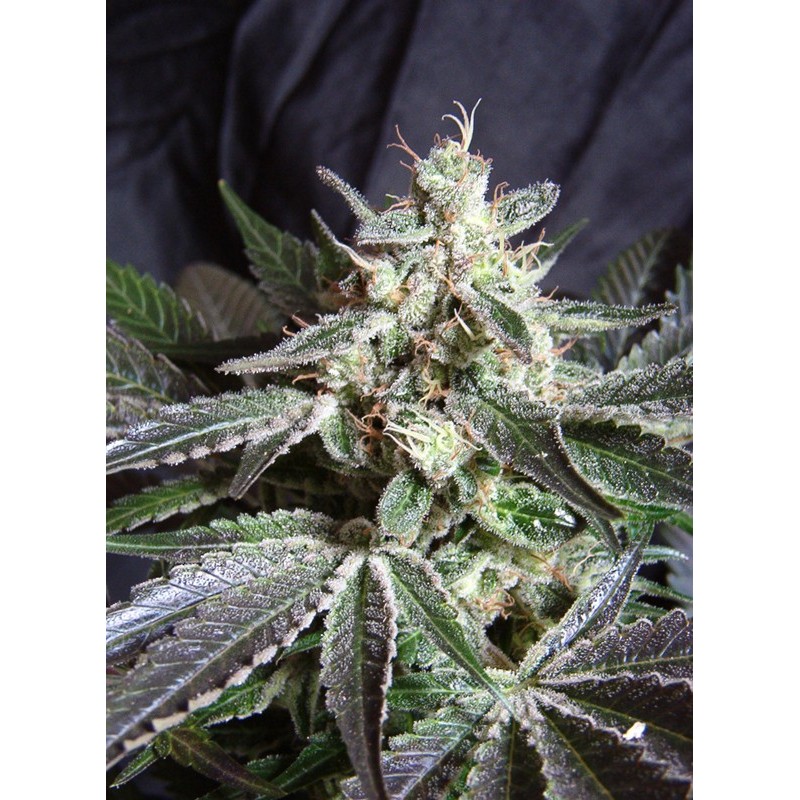 BLACK JACK · Sweet Seeds · graines de cannabis · Fem
