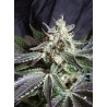 BLACK JACK · Sweet Seeds · graines de cannabis · Fem
