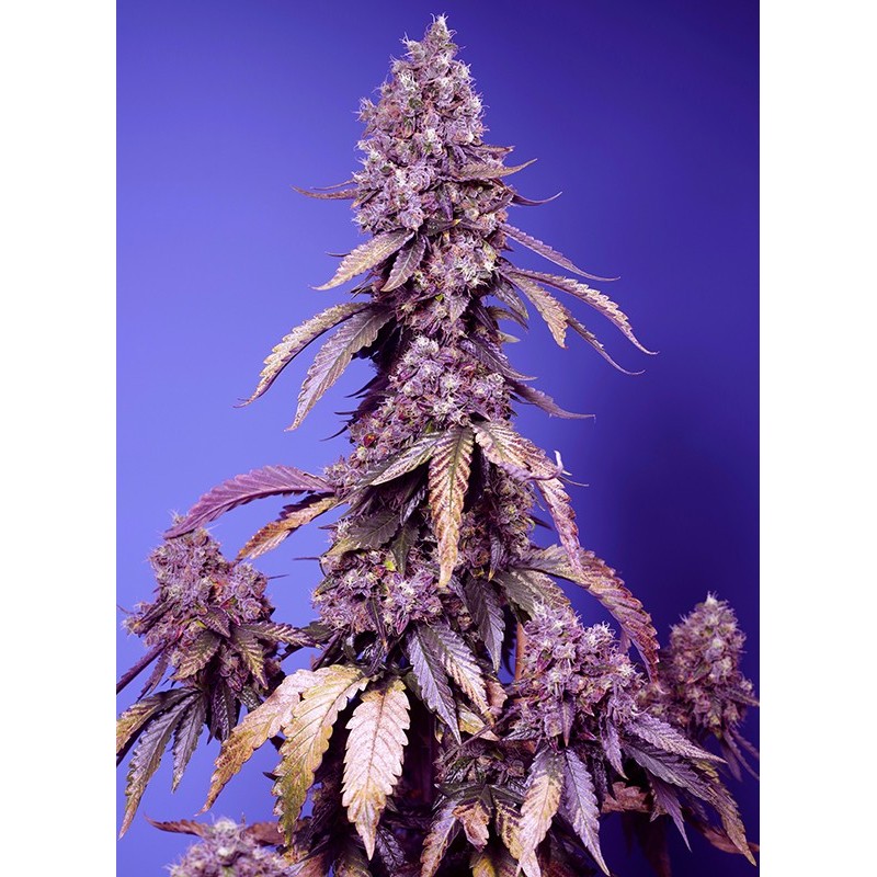 BLACK MUFFIN F1 FAST VERSION · Sweet Seeds · cannabis seeds · Fem