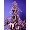 BLACK MUFFIN F1 FAST VERSION · Sweet Seeds · sementes de maconha · Fem
