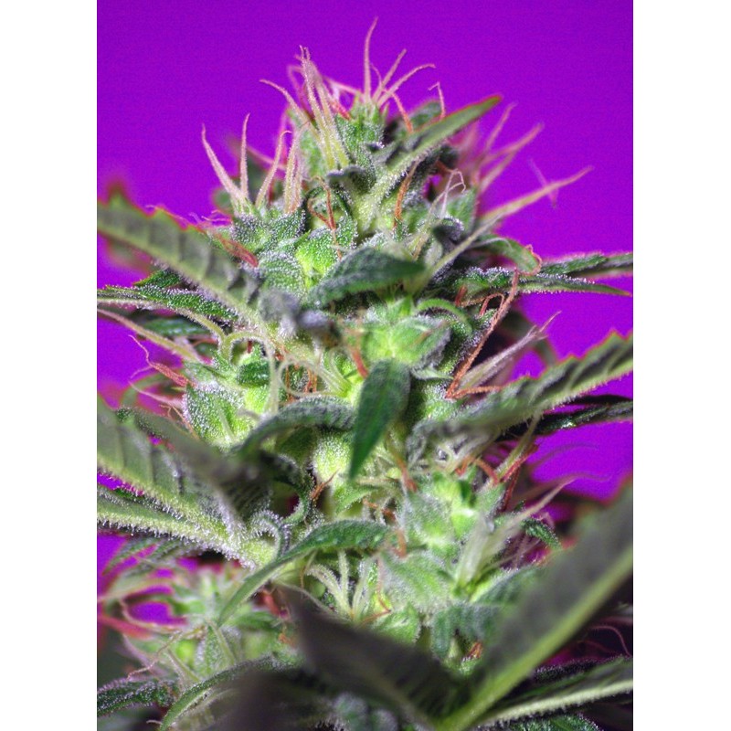 BOTAFUMEIROS · Sweet Seeds · sementes de maconha · Fem