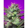 BOTAFUMEIROS · Sweet Seeds · sementes de maconha · Fem