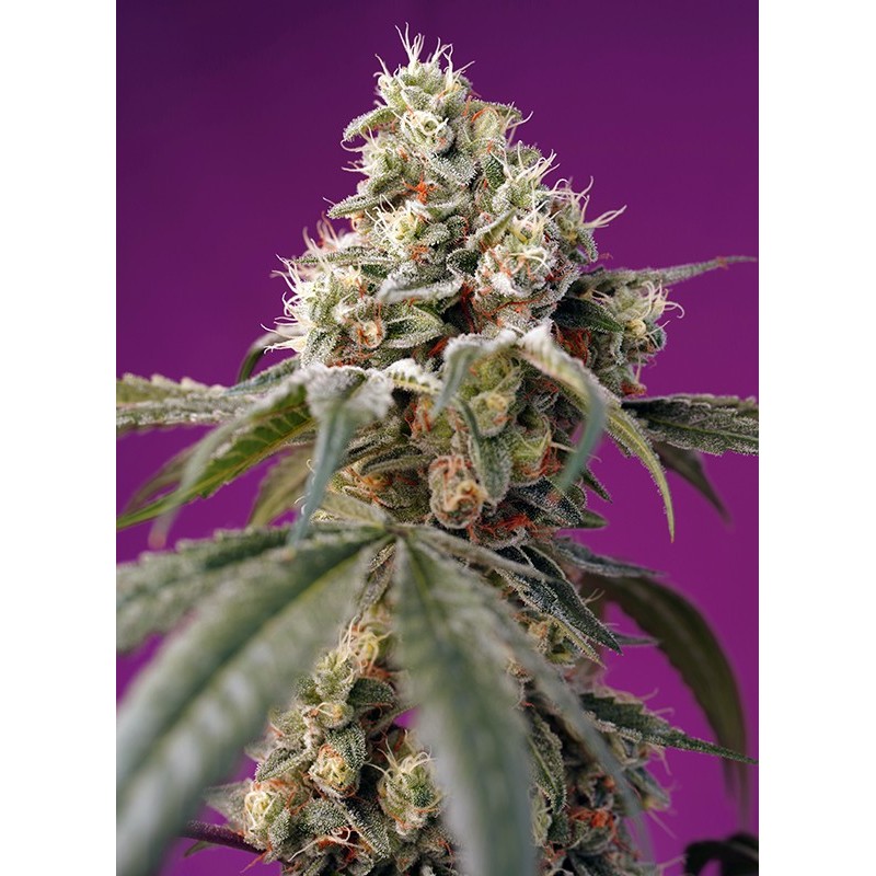 BRUCE BANNER AUTO · Sweet Seeds · kenevir tohum · AutoFem