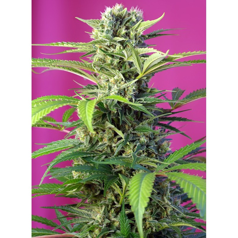 CHEM BEYOND DIESEL CBD · Sweet Seeds · graines de cannabis · Fem