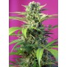 CHEM BEYOND DIESEL CBD · Sweet Seeds · graines de cannabis · Fem