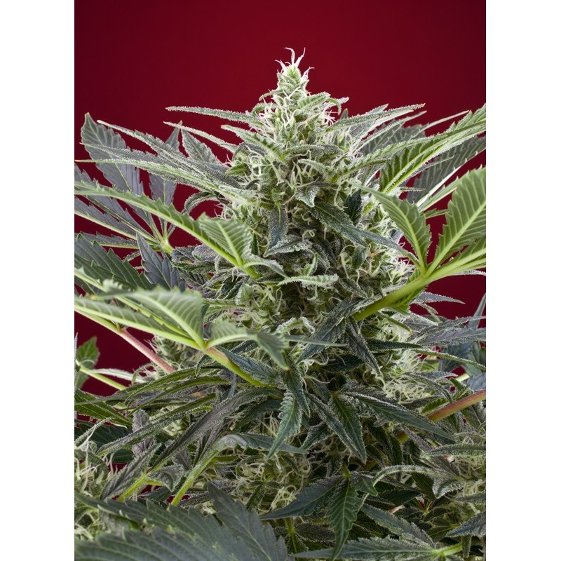 CREAM 47 · Sweet Seeds · sementes de maconha · Fem