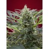CREAM 47 · Sweet Seeds · sementes de maconha · Fem