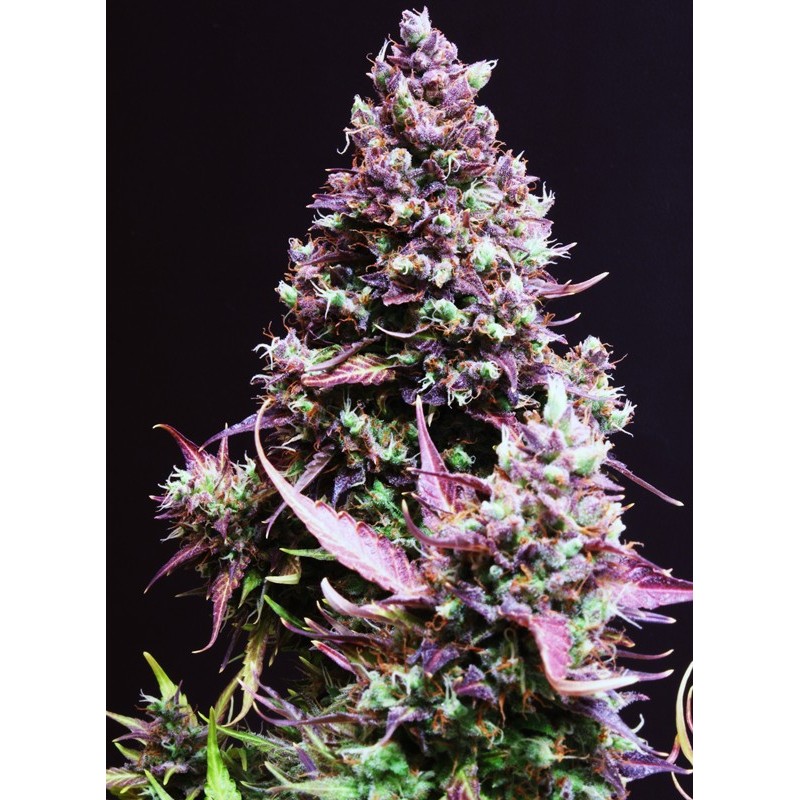 CREAM CARAMEL AUTO · Sweet Seeds · kenevir tohum · AutoFem