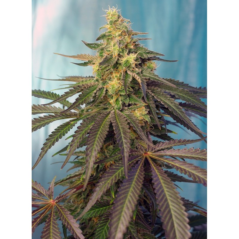 CREAM CARAMEL CBD · Sweet Seeds · sementes de maconha · Fem