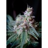 CREAM CARAMEL · Sweet Seeds · cannabis samen · Fem