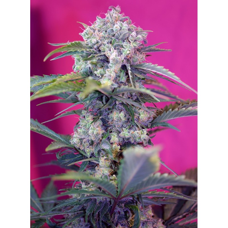 CREAM MANDARINE AUTO · Sweet Seeds · sementes de maconha · AutoFem