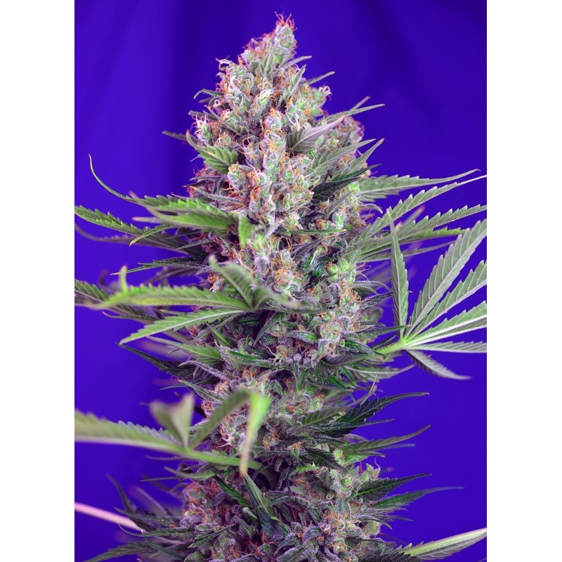 CREAM MANDARINE F1 FAST VERSION · Sweet Seeds · sementes de maconha · Fem