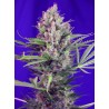 CREAM MANDARINE F1 FAST VERSION · Sweet Seeds · sementes de maconha · Fem