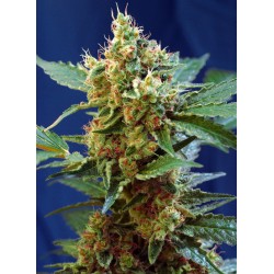 CREAM MANDARINE XL AUTO · Sweet Seeds · graines de cannabis · AutoFem