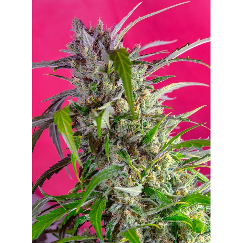 CRYSTAL CANDY AUTO · Sweet Seeds · cannabis samen · AutoFem