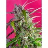 CRYSTAL CANDY AUTO · Sweet Seeds · cannabis samen · AutoFem