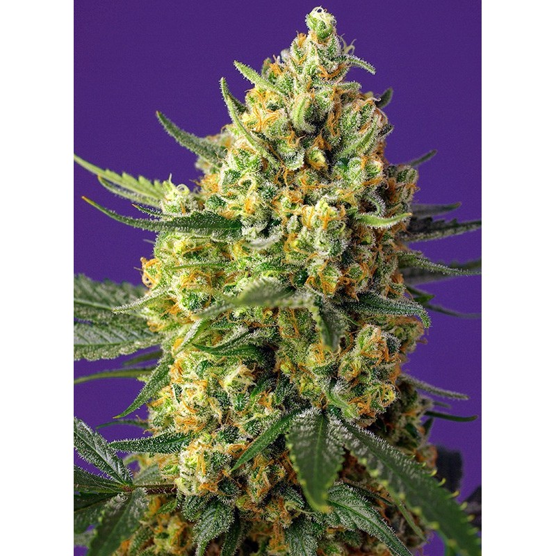 CRYSTAL CANDY XL AUTO · Sweet Seeds · sementes de maconha · AutoFem