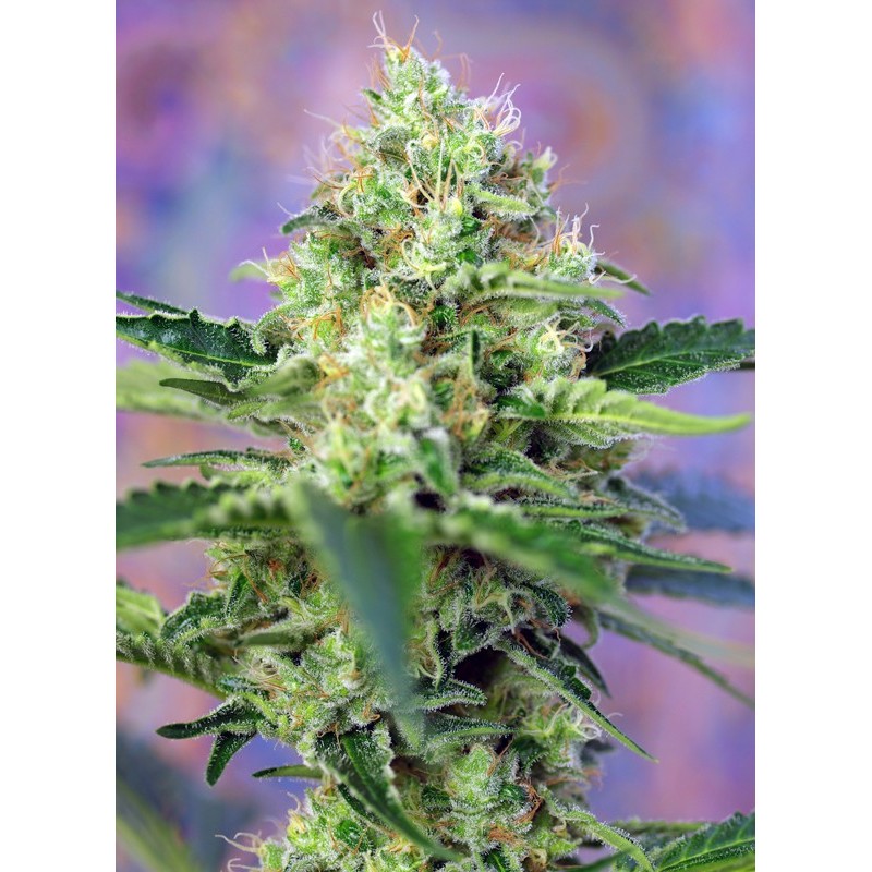 CRYSTAL CANDY · Sweet Seeds · graines de cannabis · Fem