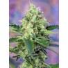 CRYSTAL CANDY · Sweet Seeds · graines de cannabis · Fem