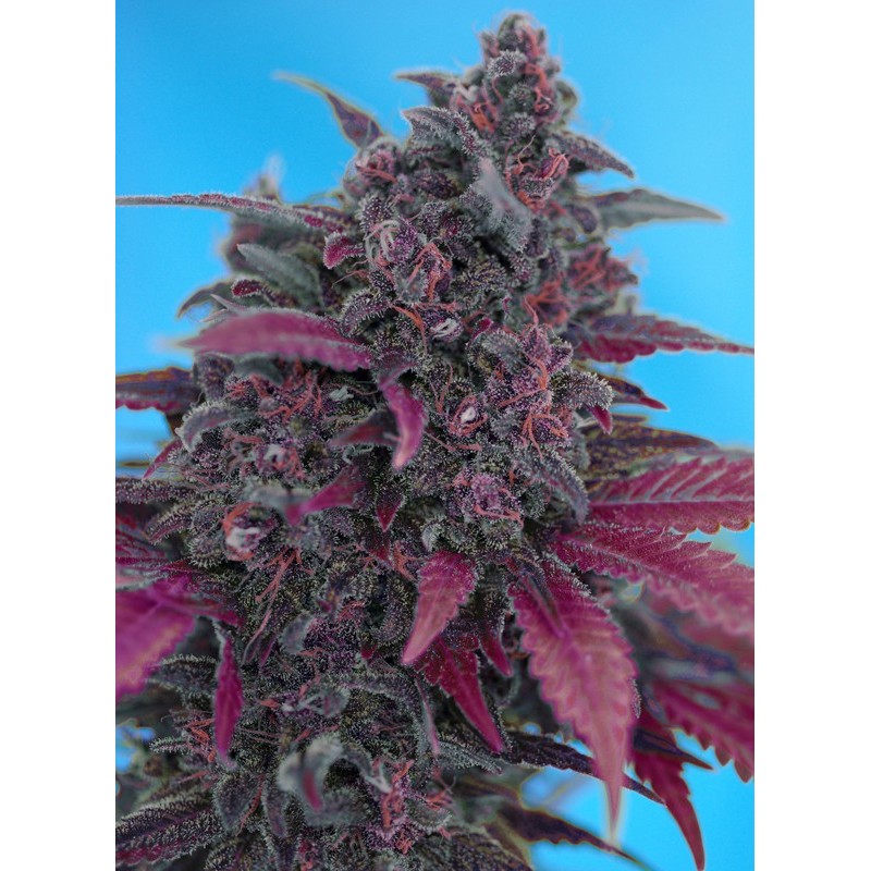 DARK DEVIL AUTO · Sweet Seeds · cannabis samen · AutoFem