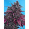 DARK DEVIL AUTO · Sweet Seeds · cannabis samen · AutoFem