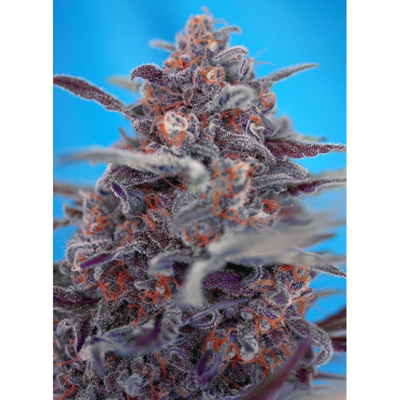 DEVIL CREAM AUTO · Sweet Seeds · kenevir tohum · AutoFem