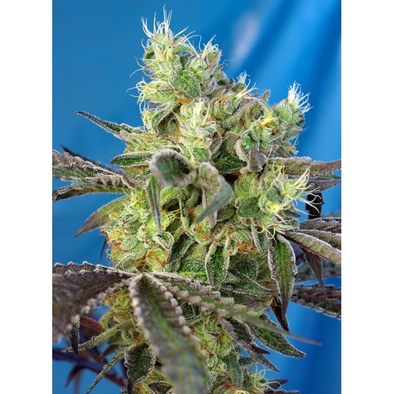 DOS-SWEET-DOS · Sweet Seeds · graines de cannabis · Fem