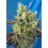 DOS-SWEET-DOS · Sweet Seeds · graines de cannabis · Fem