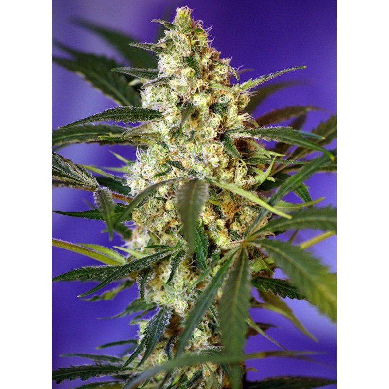 FAST BUD AUTO · Sweet Seeds · kenevir tohum · AutoFem