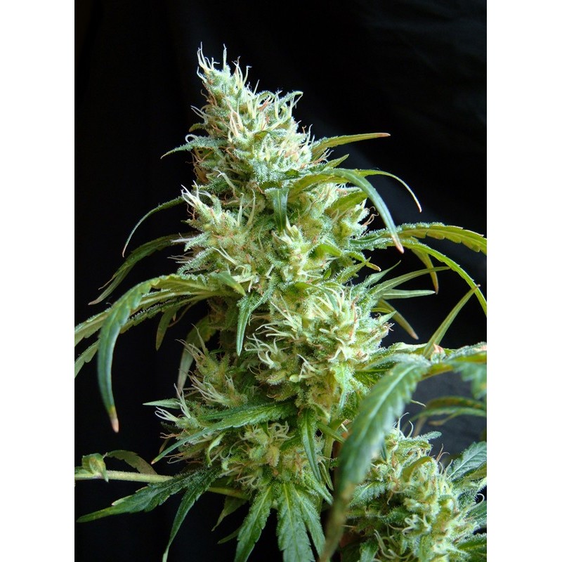 FLASH BACK 2 · Sweet Seeds · cannabis samen · Fem