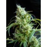 FLASH BACK 2 · Sweet Seeds · cannabis samen · Fem
