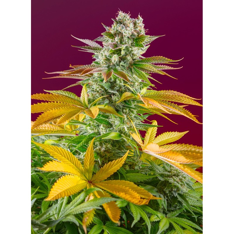 GORILLA GIRL F1 FAST VERSION · Sweet Seeds · sementes de maconha · Fem
