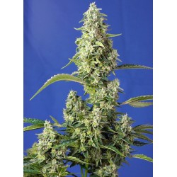 GORILLA GIRL XL AUTO ·...