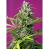 GORILLA GIRL · Sweet Seeds · kenevir tohum · Disi · Fem